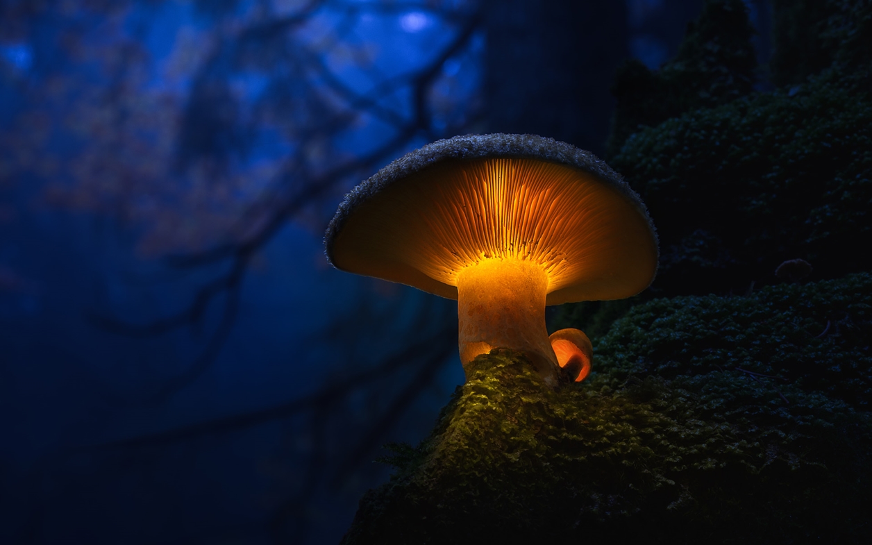 Glowing mushrooms 03