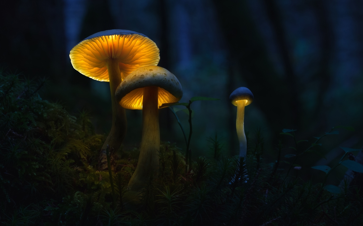 Glowing mushrooms 04