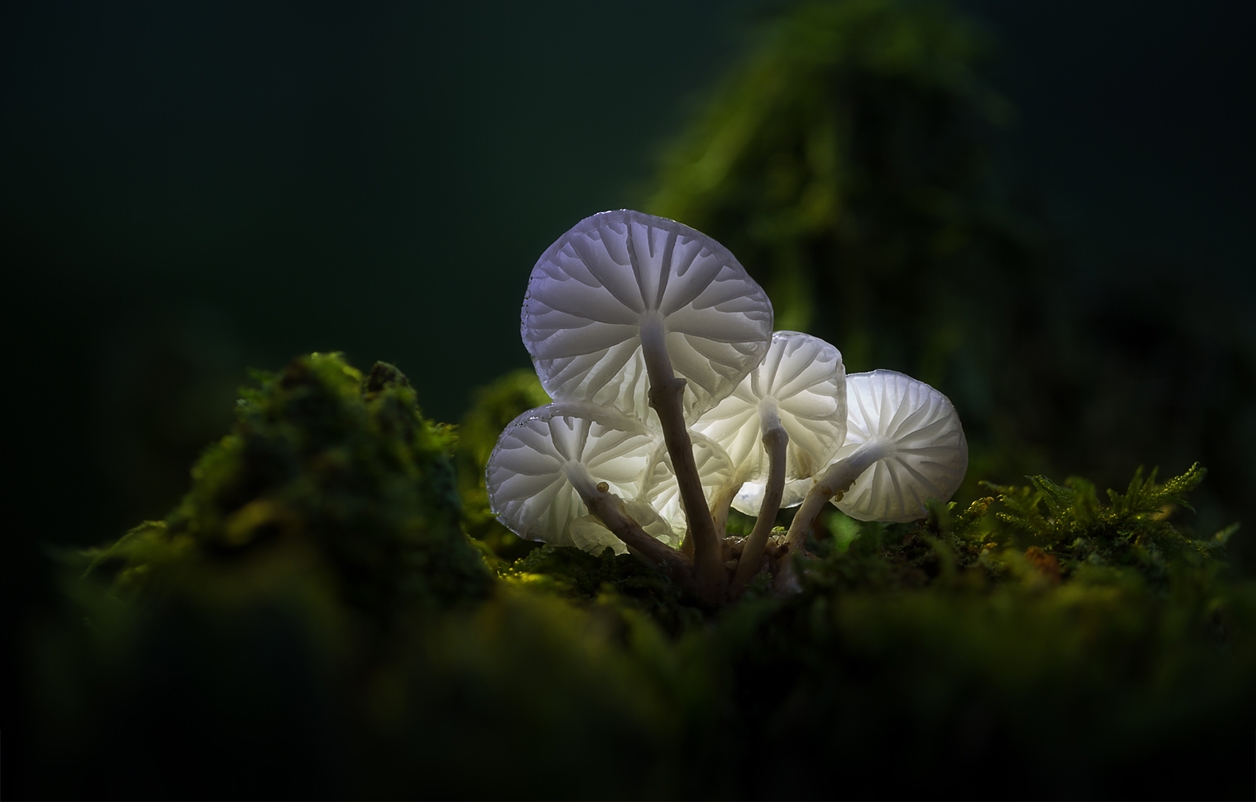 Glowing mushrooms 06