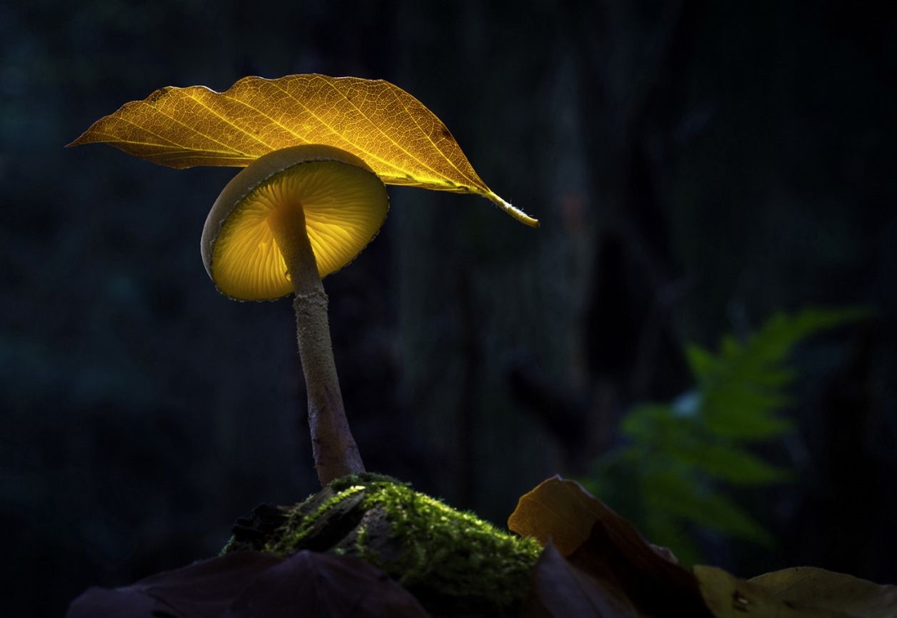 Glowing mushrooms 11
