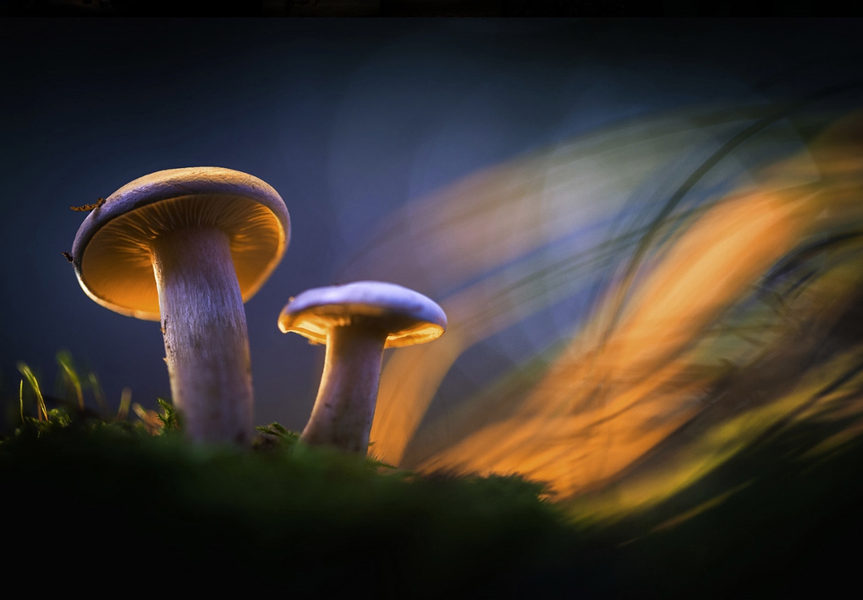 Glowing mushrooms 15