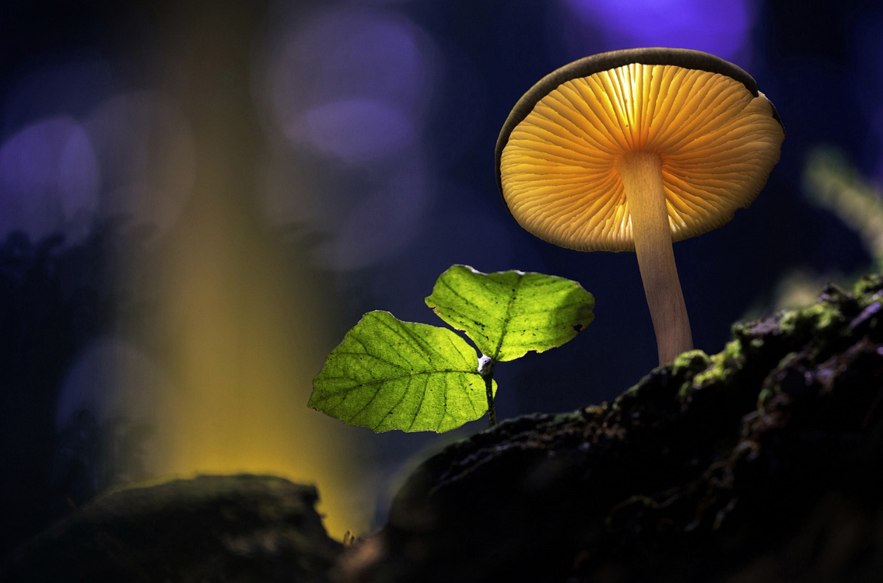 Glowing mushrooms 16