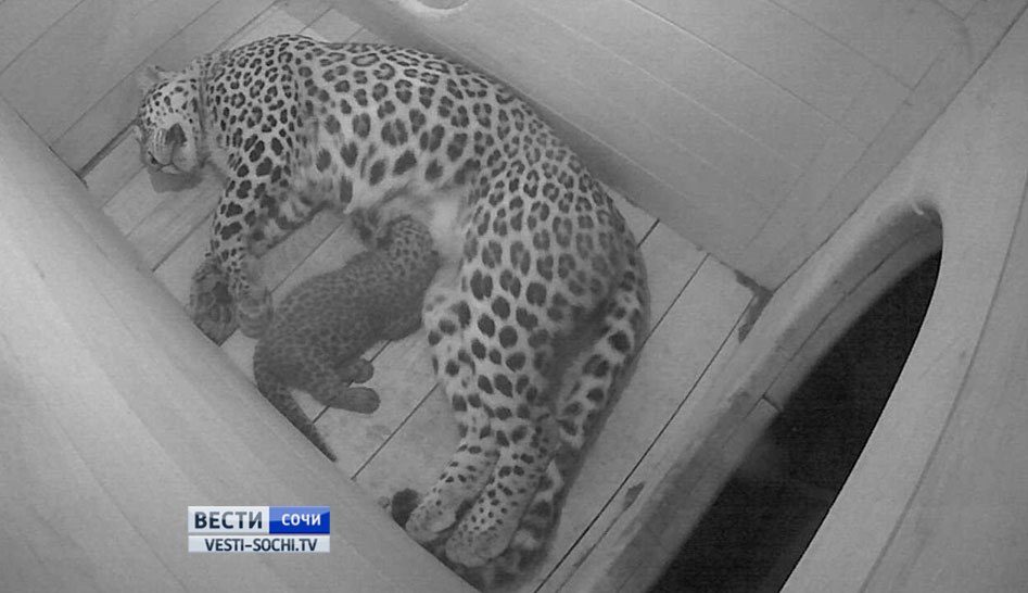 In day of Russia in the Sochi zoo had three baby rare leopard 03