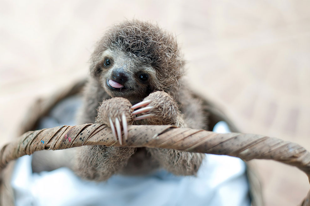 Institute helping sloths in Costa Rica 10