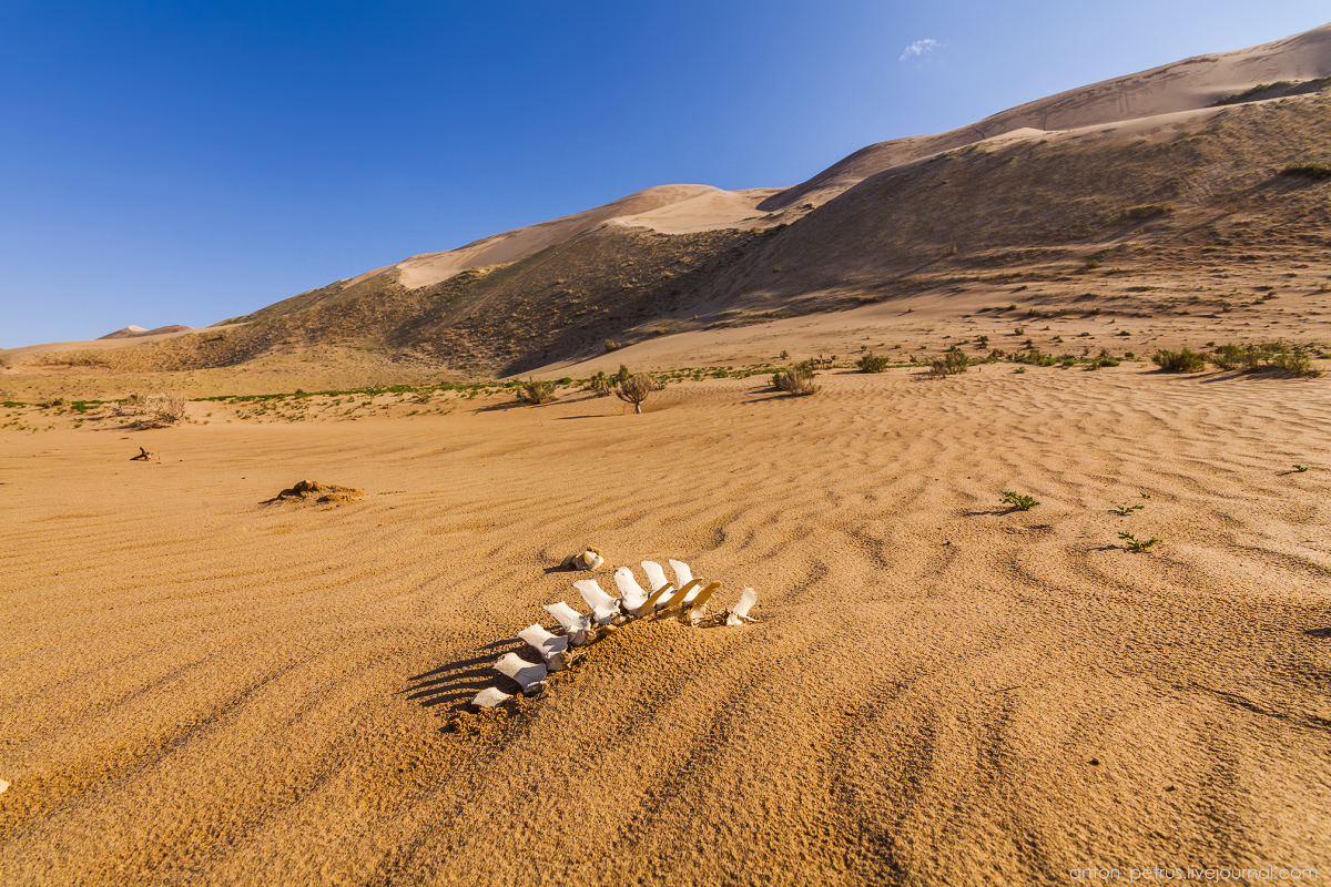 Singing Sands of the Gobi desert 05