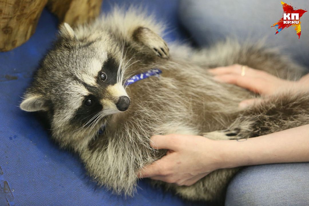 Some cute pictures from the festival raccoons in Saint Petersburg 08