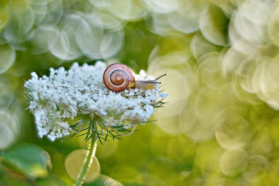 The tiny world of snails 02