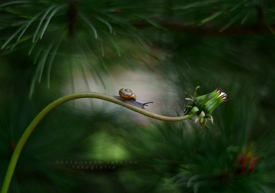The tiny world of snails 03