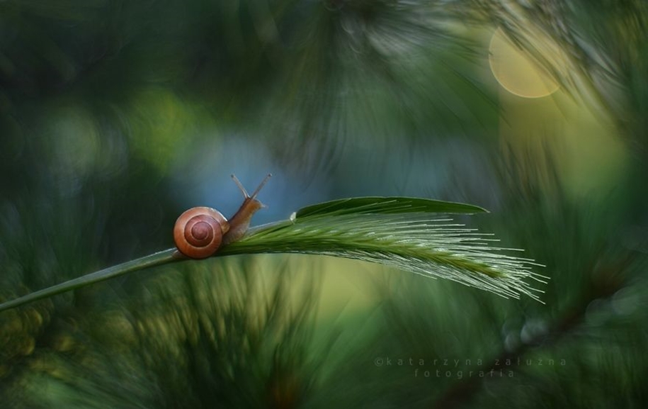 The tiny world of snails 05