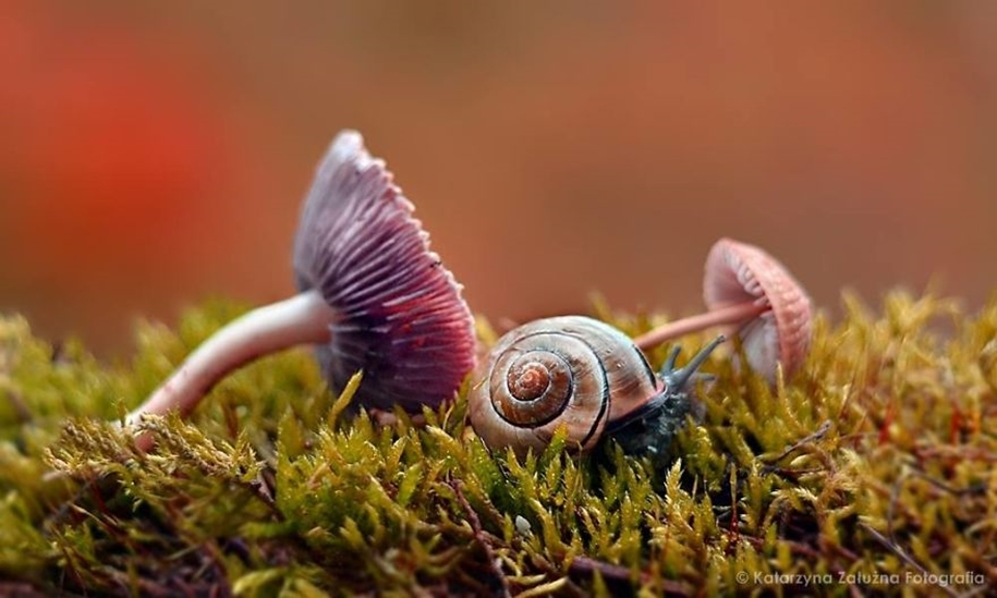 The tiny world of snails 06