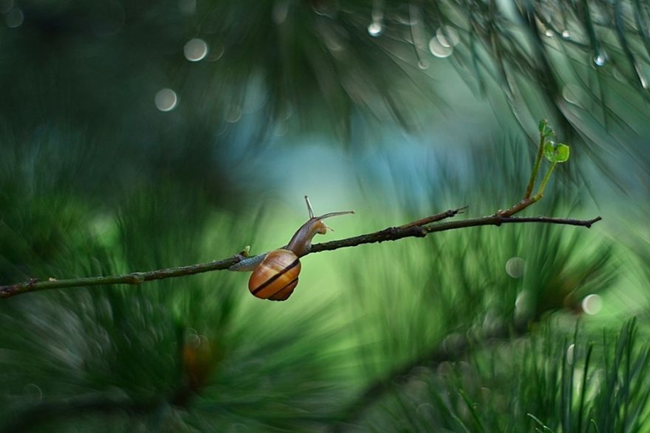 The tiny world of snails 09