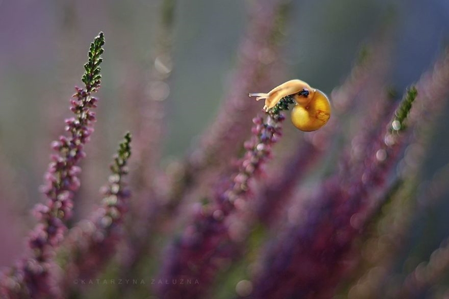 The tiny world of snails 11