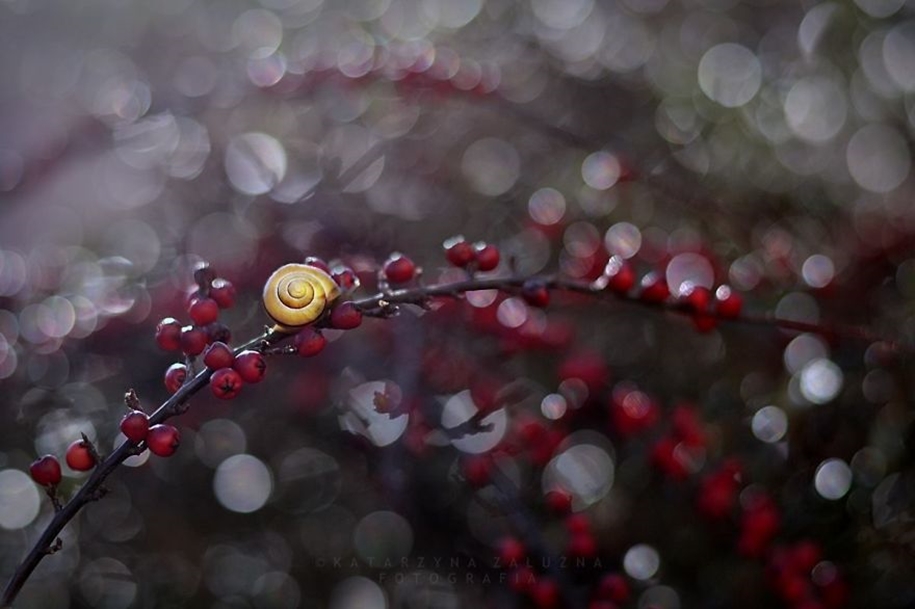 The tiny world of snails 14