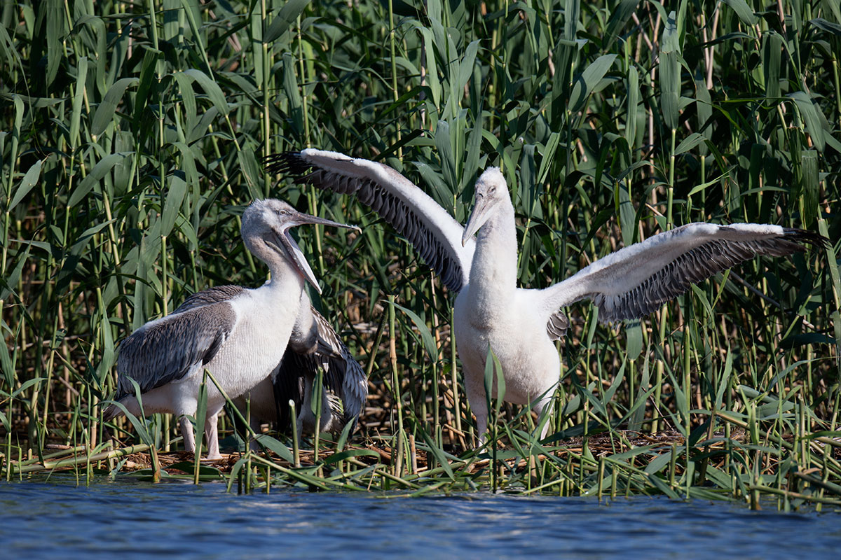 Visiting pelicans 01