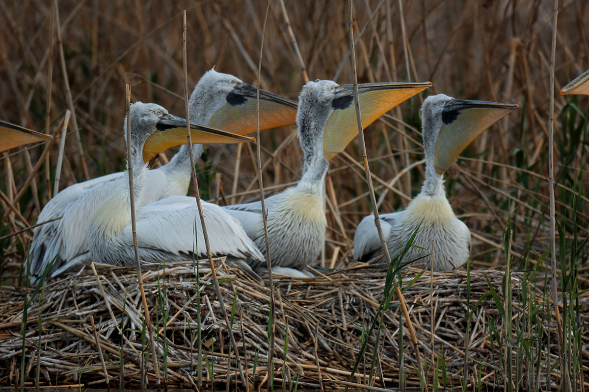 Visiting pelicans 02