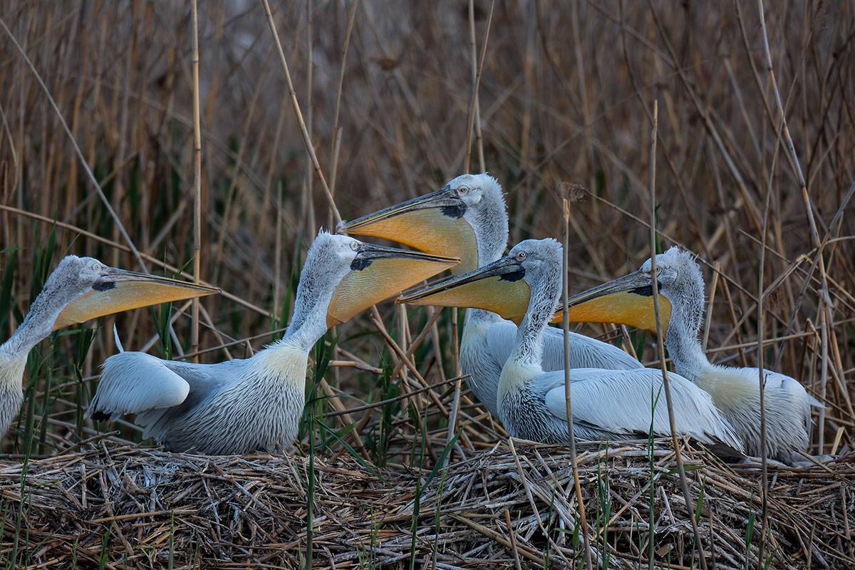 Visiting pelicans 04