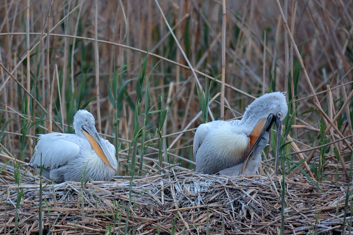Visiting pelicans 05