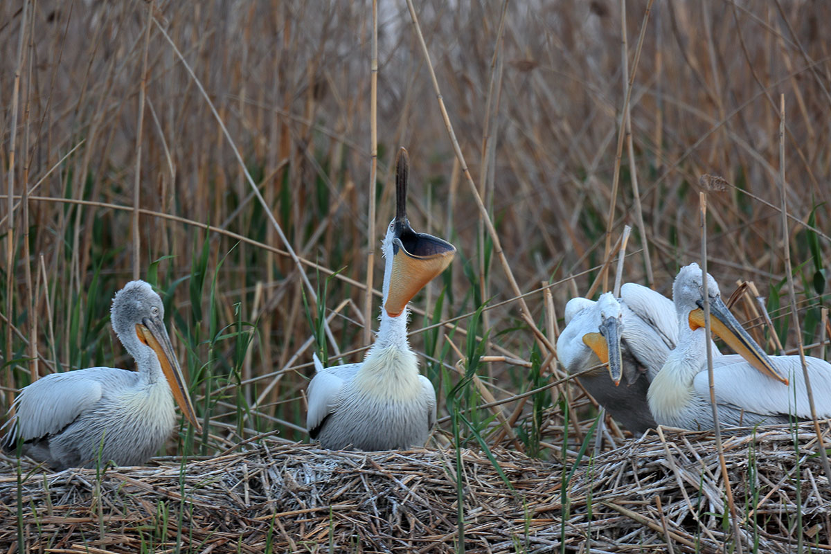 Visiting pelicans 06
