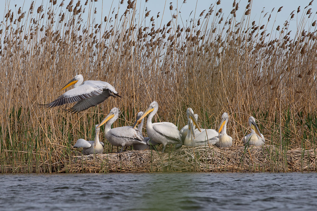 Visiting pelicans 13