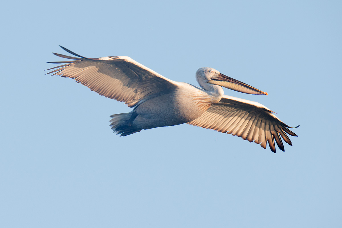 Visiting pelicans 17
