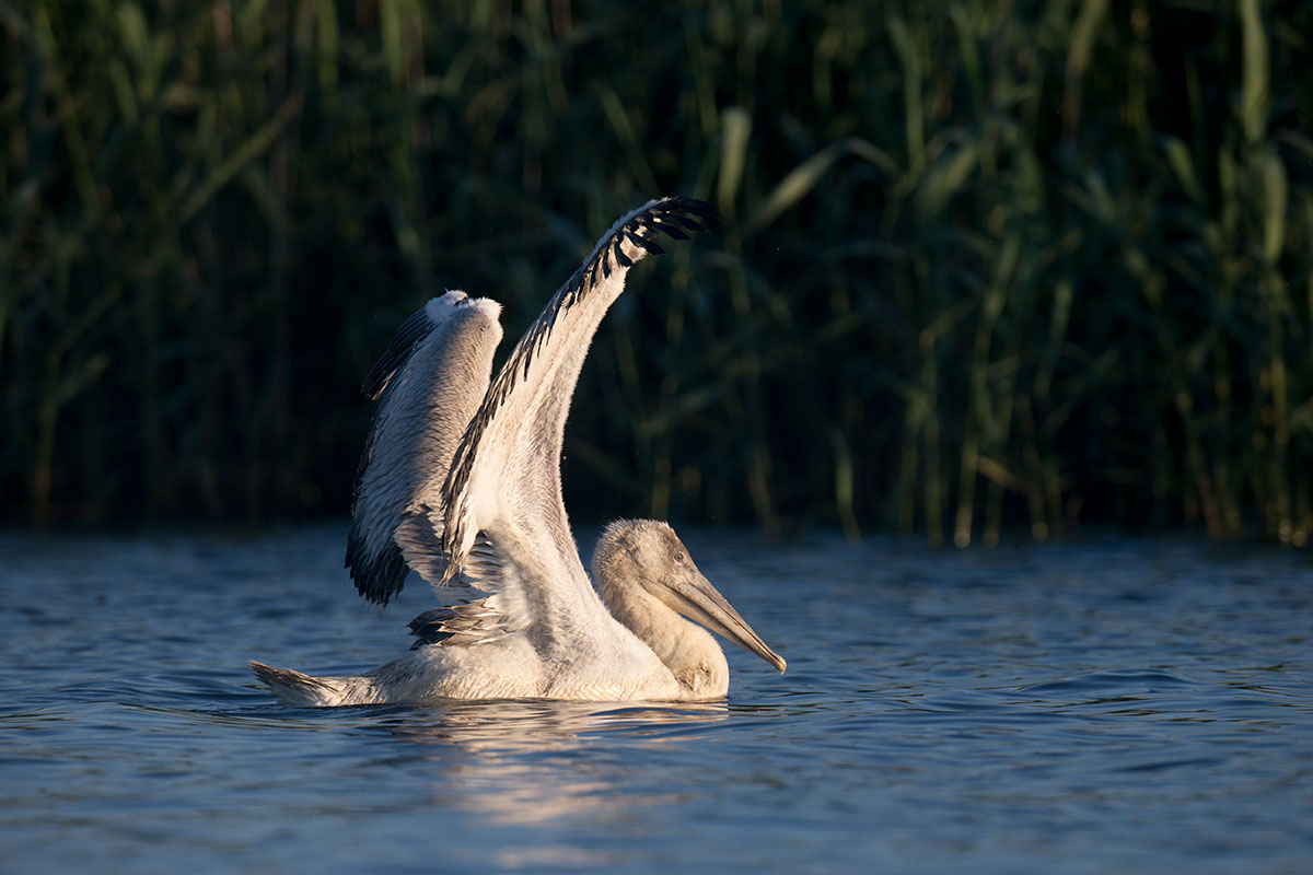 Visiting pelicans 19