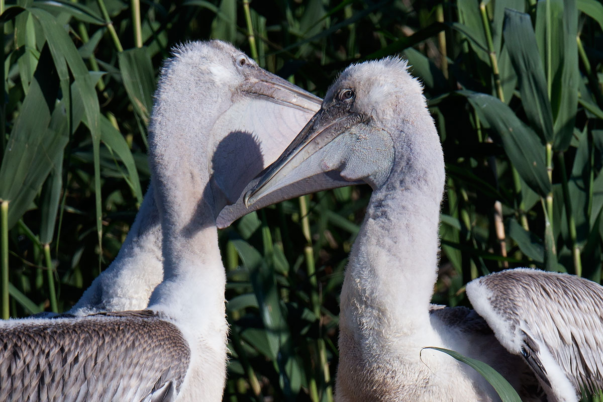 Visiting pelicans 21