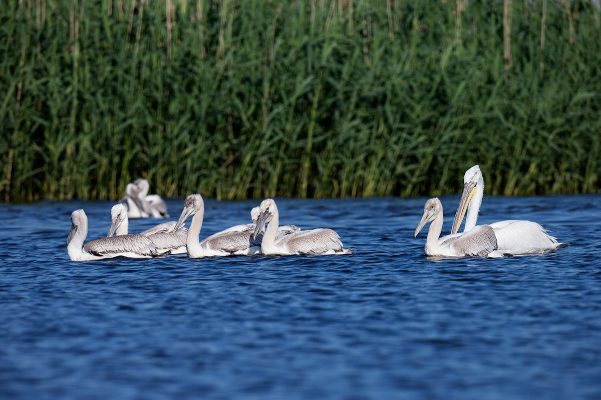 Visiting pelicans 22