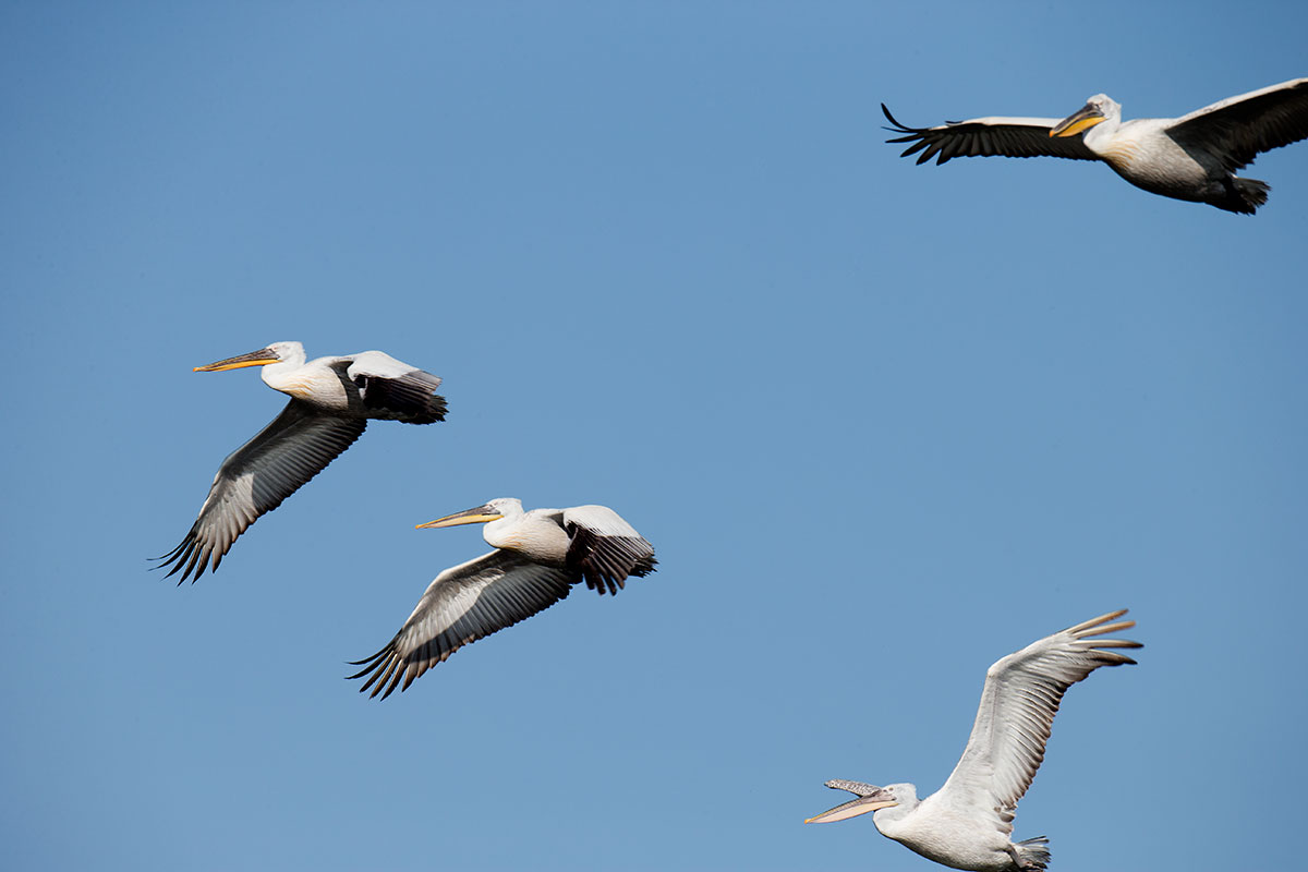 Visiting pelicans 25