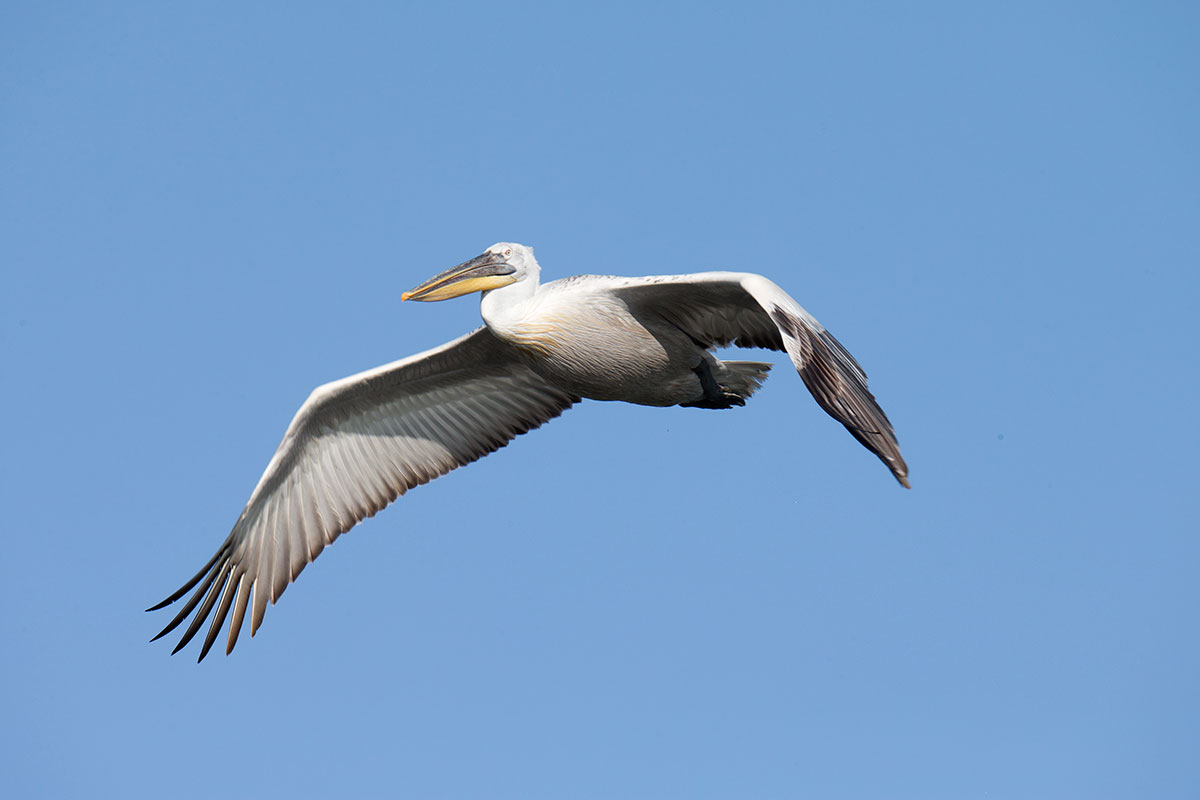 Visiting pelicans 26