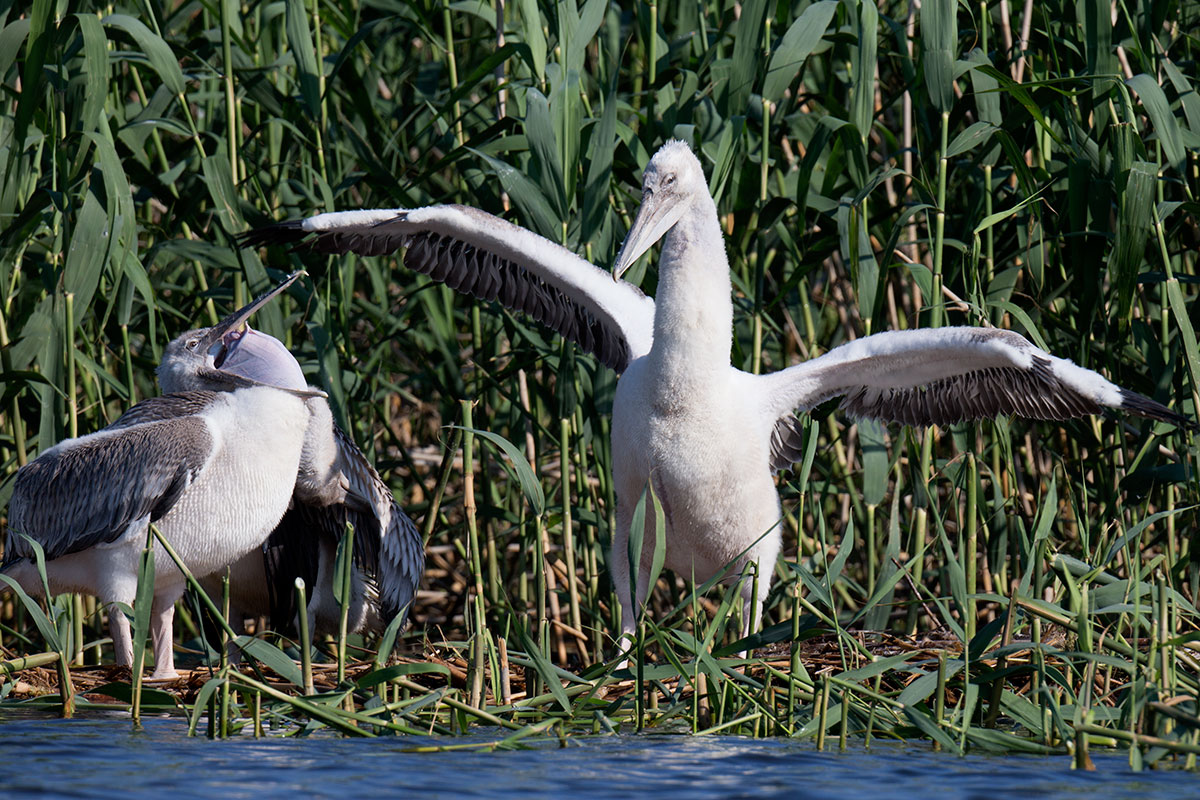 Visiting pelicans 29