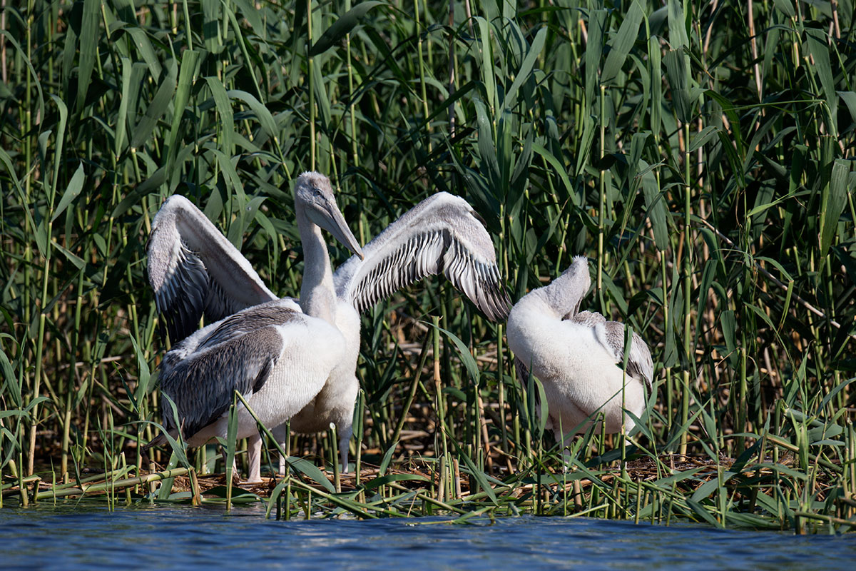 Visiting pelicans 30