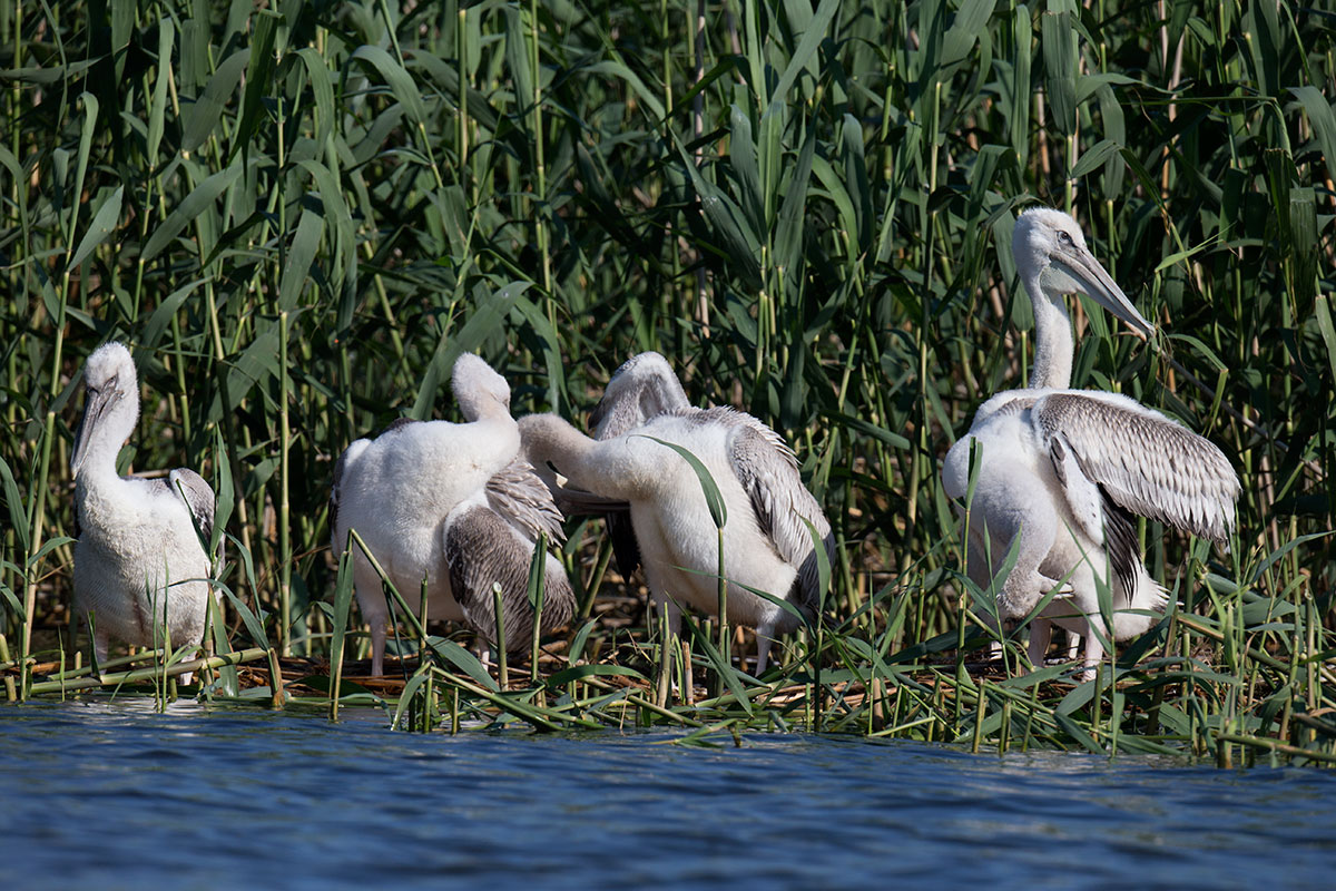 Visiting pelicans 31