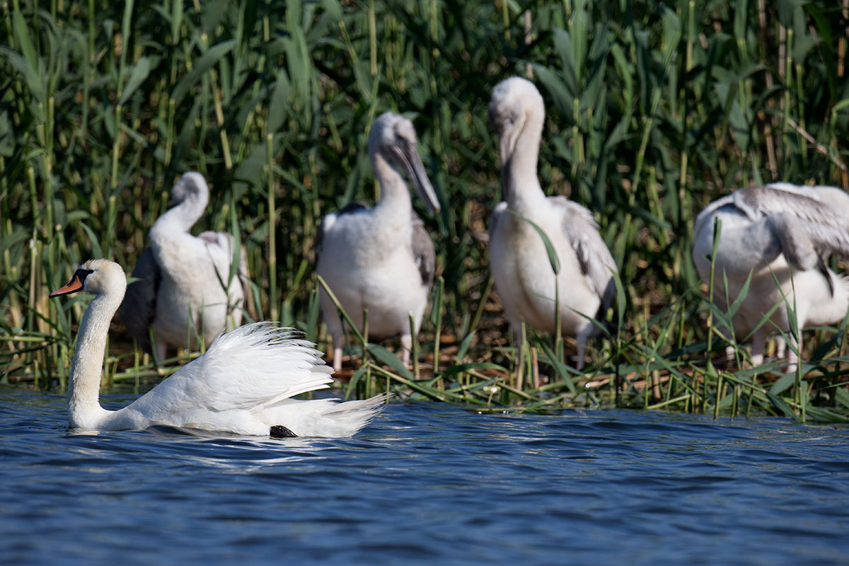 Visiting pelicans 32