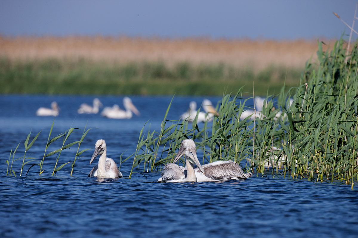 Visiting pelicans 34