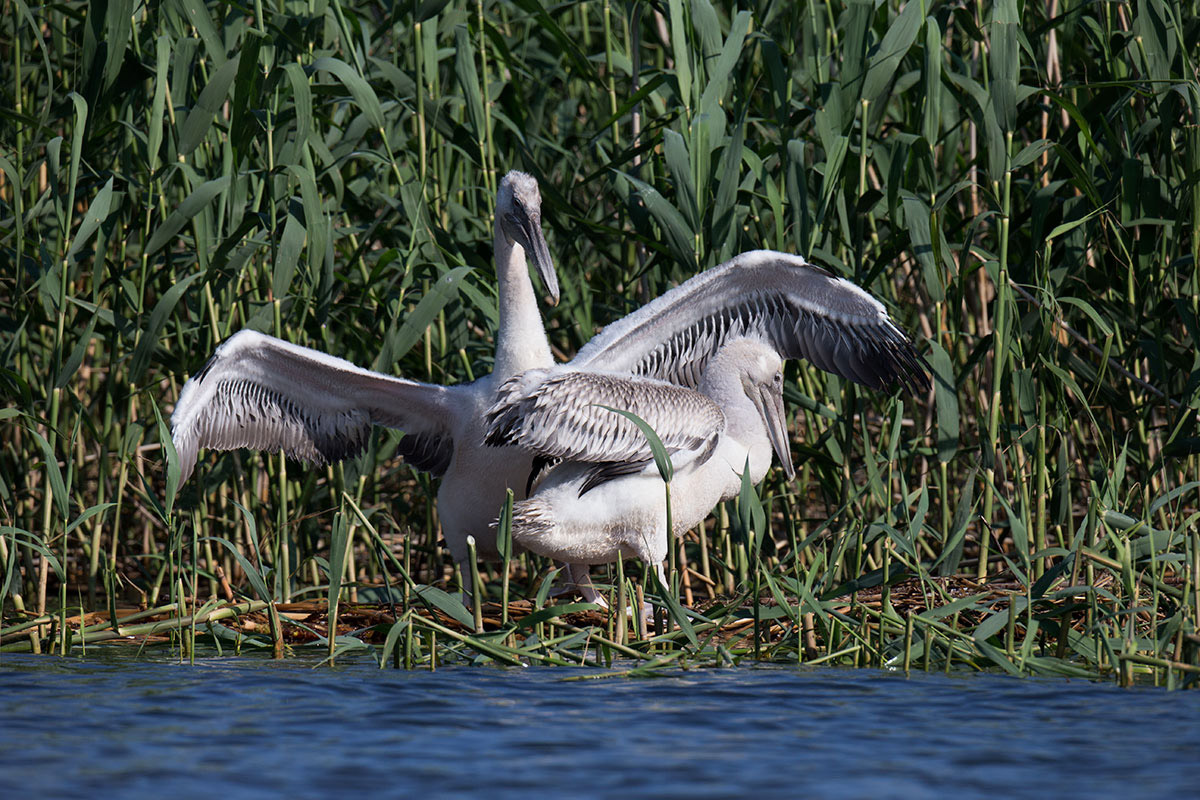 Visiting pelicans 37