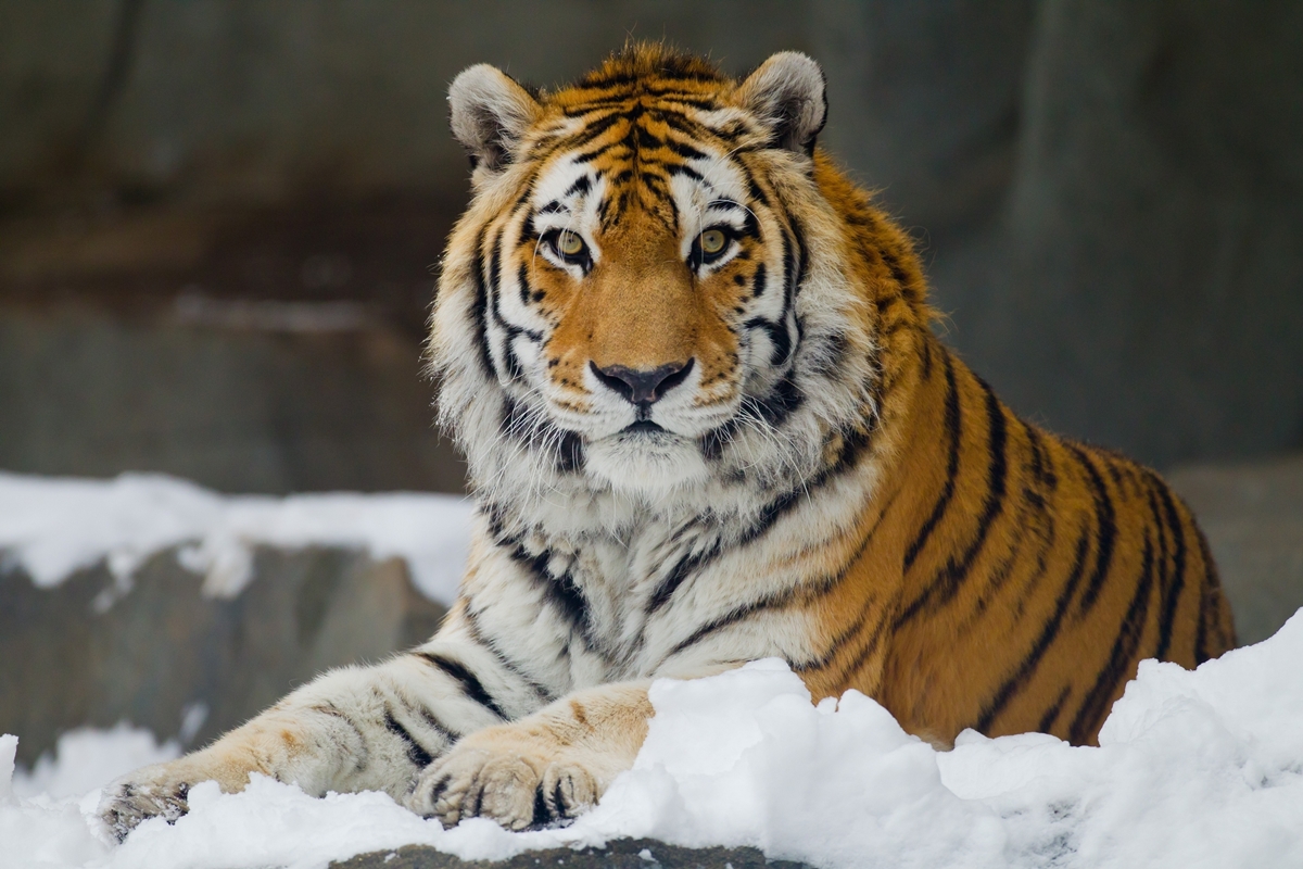WWF has released information on the number of wild cat that live on the territory of Russia 05