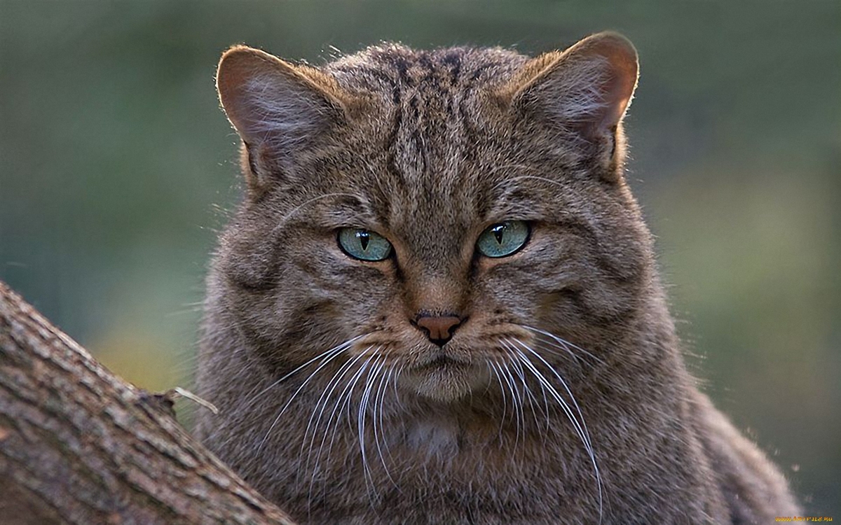 WWF has released information on the number of wild cat that live on the territory of Russia 08