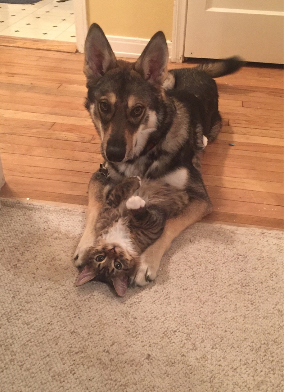 A husky puppy chose a kitten friend to the shelter 05