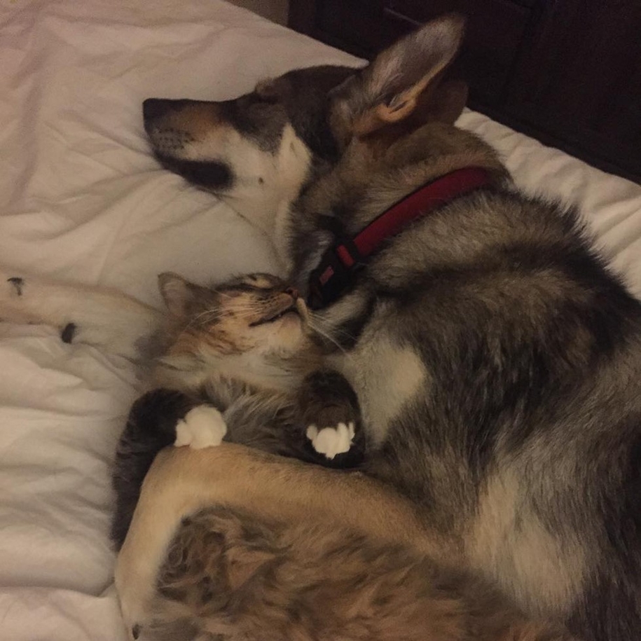 A husky puppy chose a kitten friend to the shelter 10