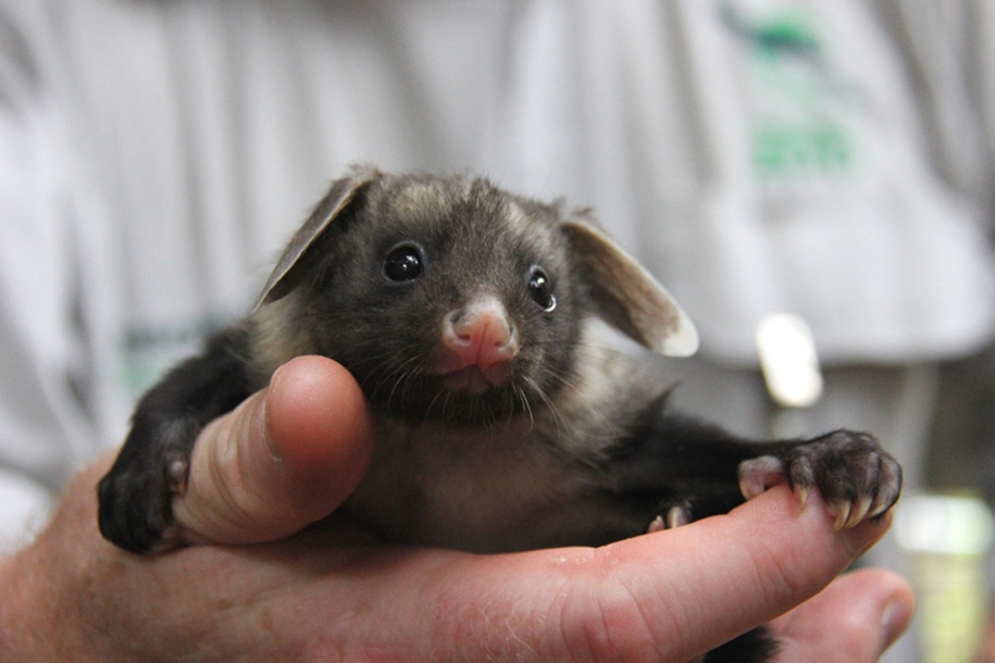 In the Australian zoo showed baby a large marsupial flying squirrels 03