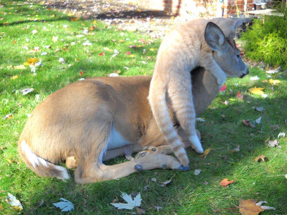 Unusual friendship of a cat and deer 05