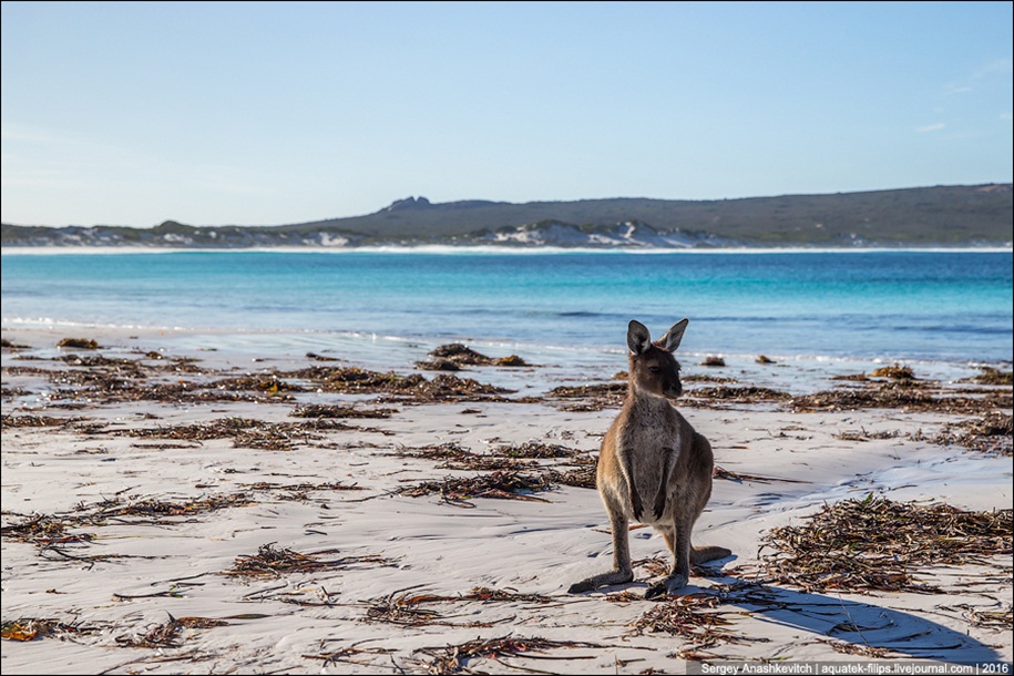 a-beach-with-a-kangaroo-one-of-the-most-famous-places-in-australia-09