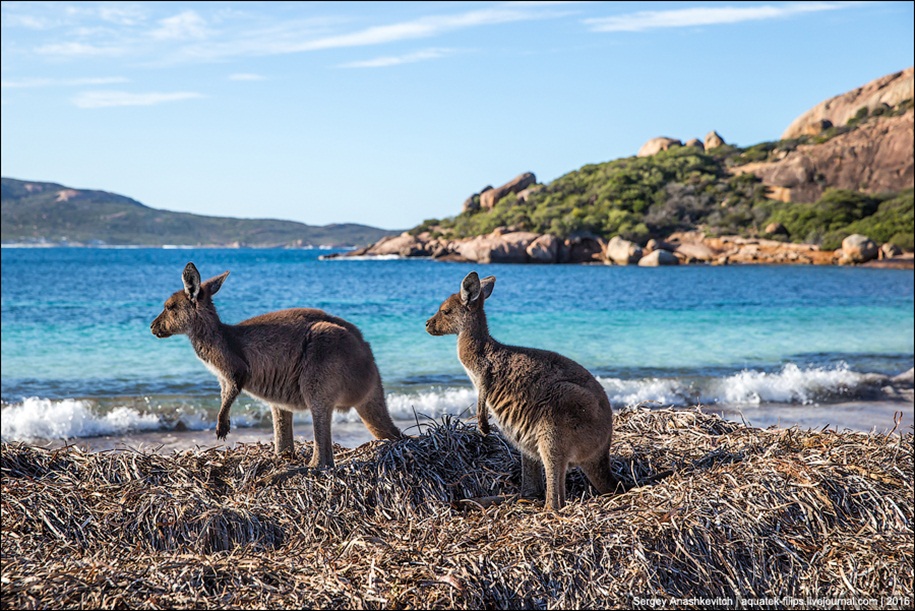 a-beach-with-a-kangaroo-one-of-the-most-famous-places-in-australia-10