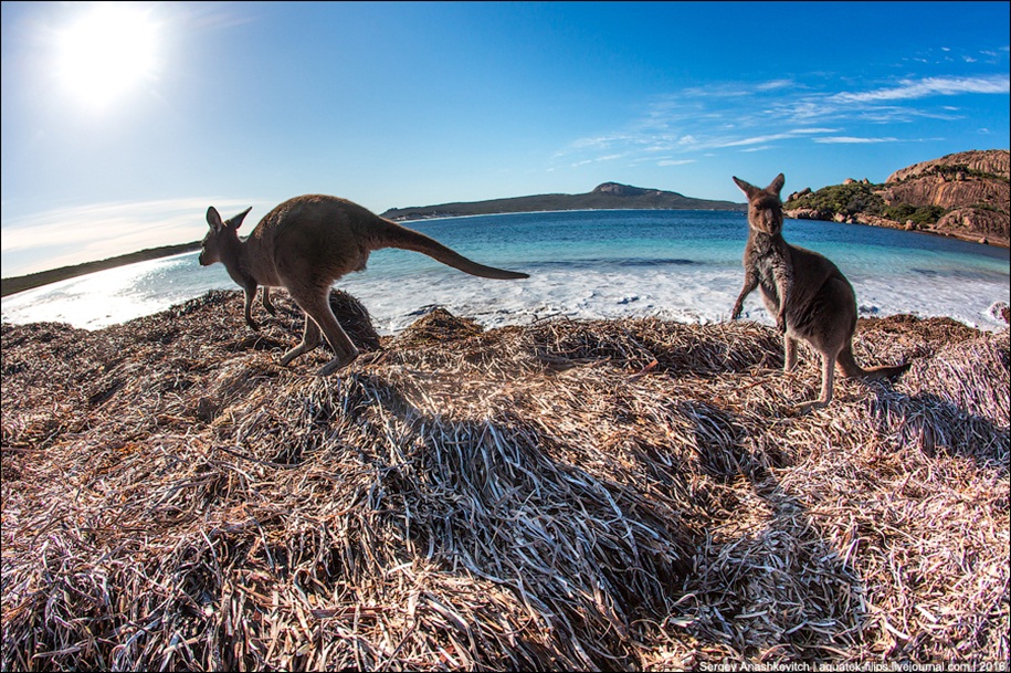 a-beach-with-a-kangaroo-one-of-the-most-famous-places-in-australia-12