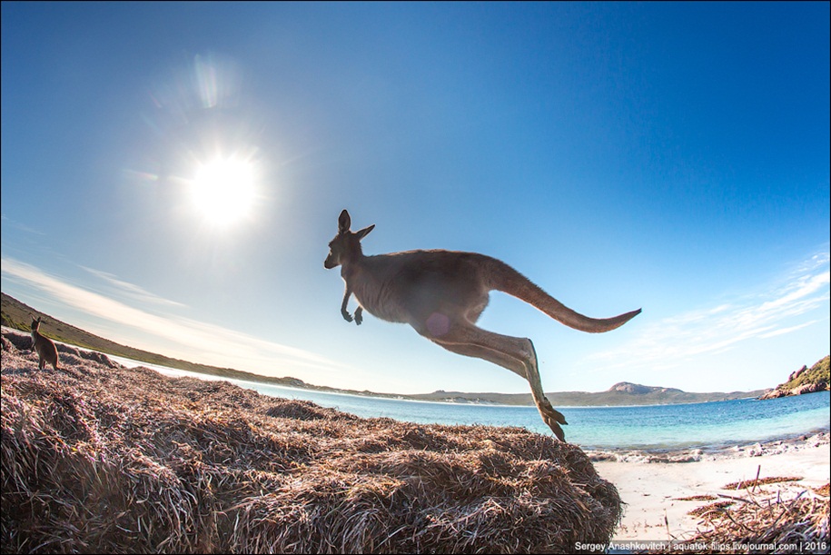 a-beach-with-a-kangaroo-one-of-the-most-famous-places-in-australia-13