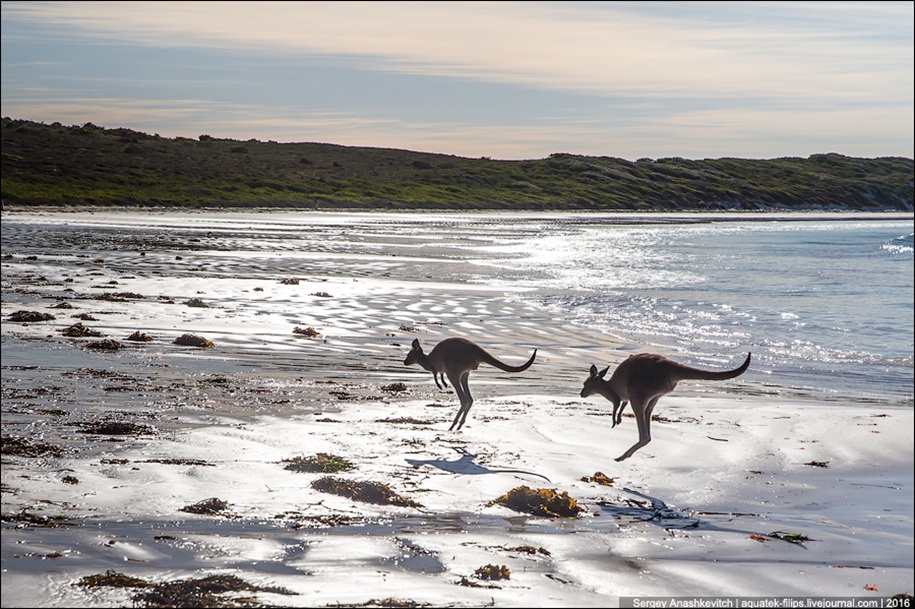 a-beach-with-a-kangaroo-one-of-the-most-famous-places-in-australia-15