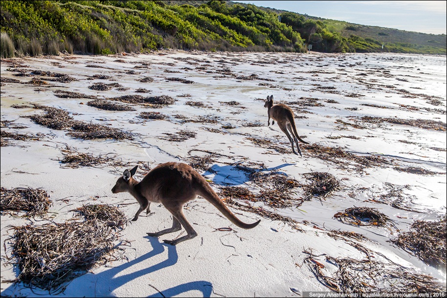 a-beach-with-a-kangaroo-one-of-the-most-famous-places-in-australia-16