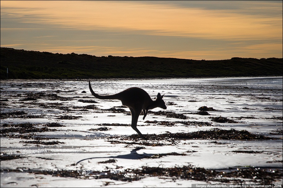 a-beach-with-a-kangaroo-one-of-the-most-famous-places-in-australia-17