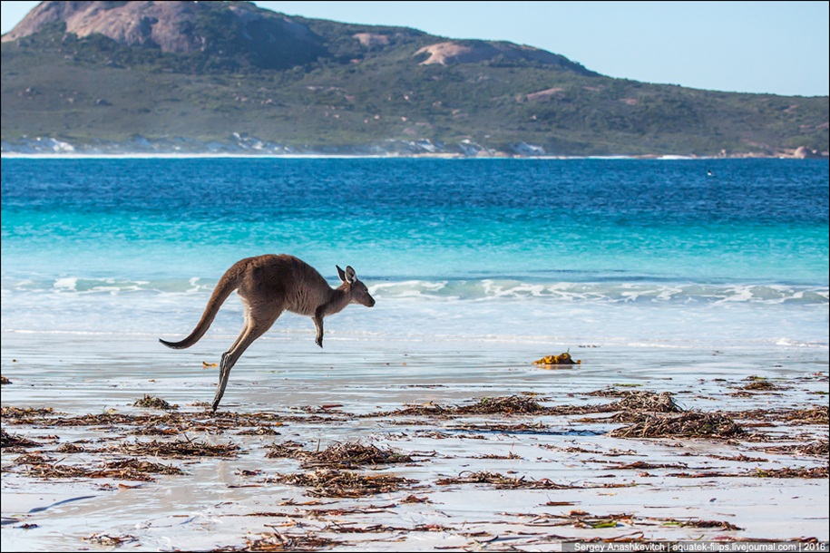 a-beach-with-a-kangaroo-one-of-the-most-famous-places-in-australia-18