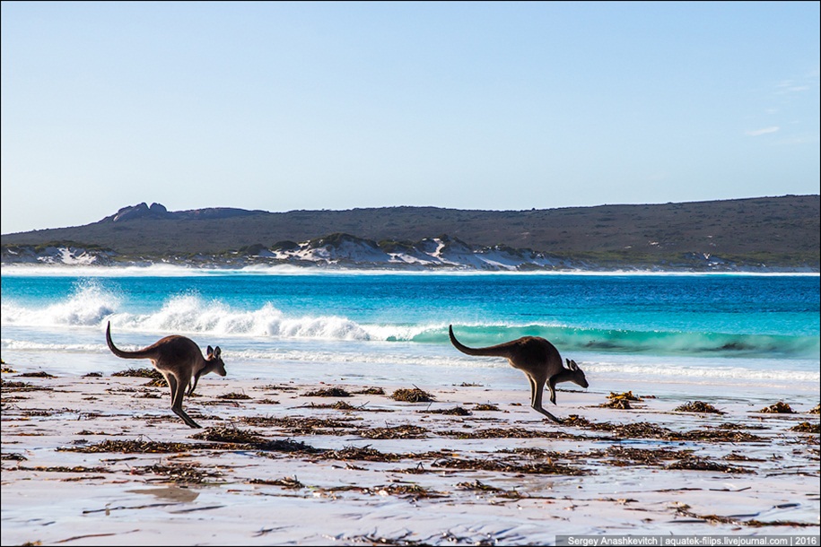 a-beach-with-a-kangaroo-one-of-the-most-famous-places-in-australia-19